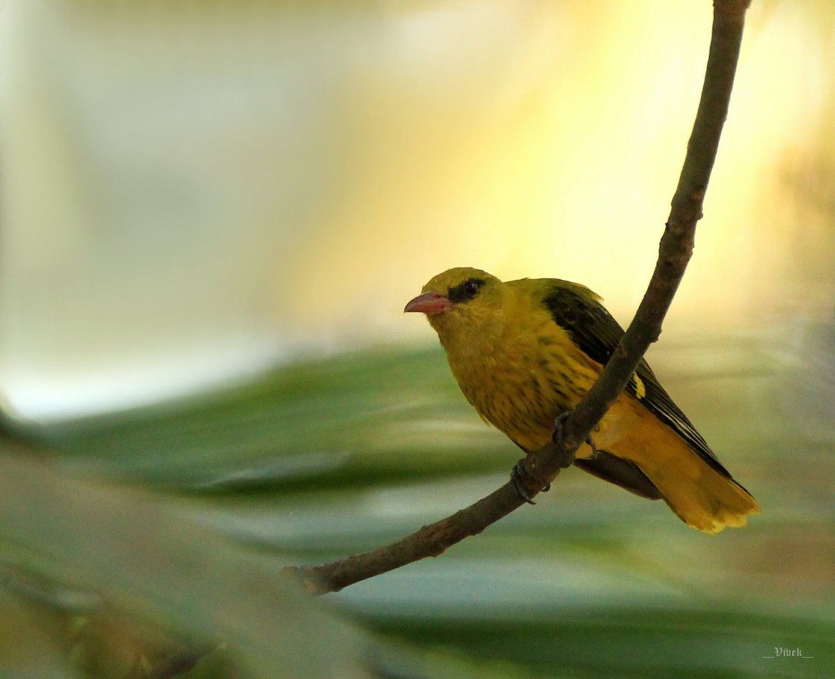 Indian Golden Oriole - ML232380871