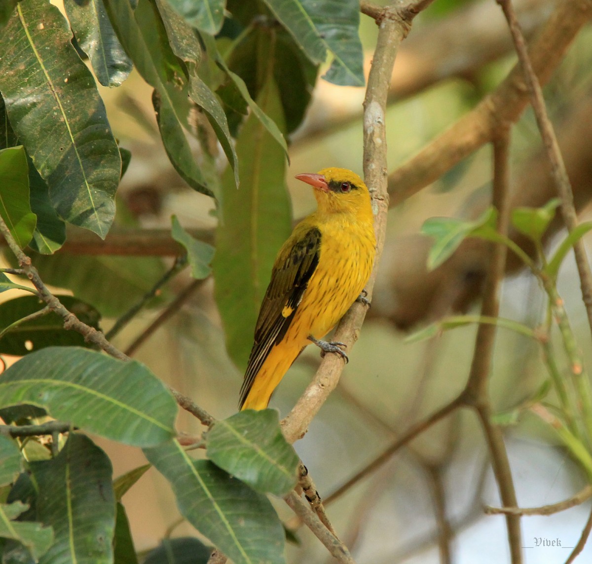 Indian Golden Oriole - ML232380951
