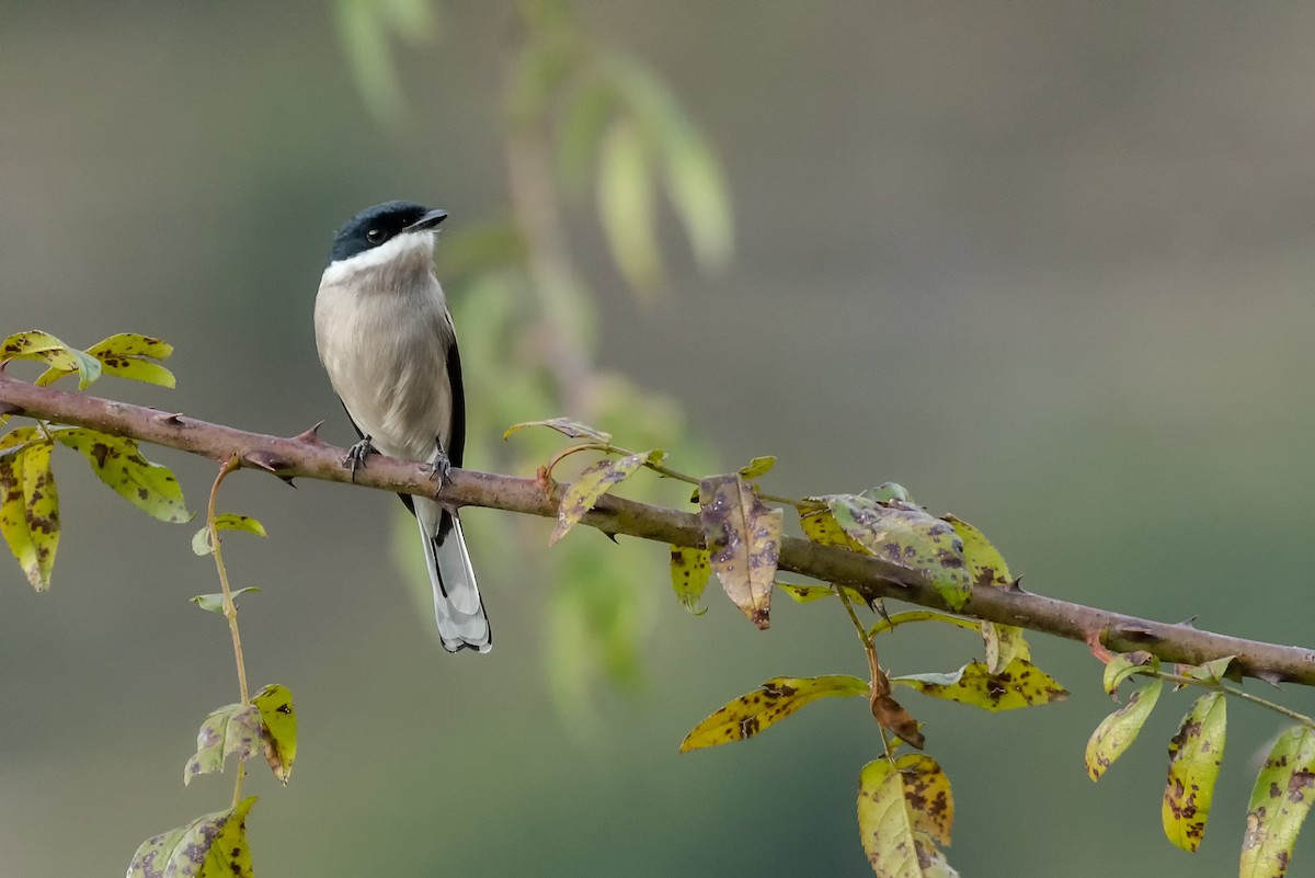 Bar-winged Flycatcher-shrike - ML232381191