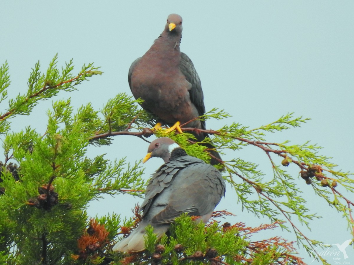 Band-tailed Pigeon - Pablo Garro