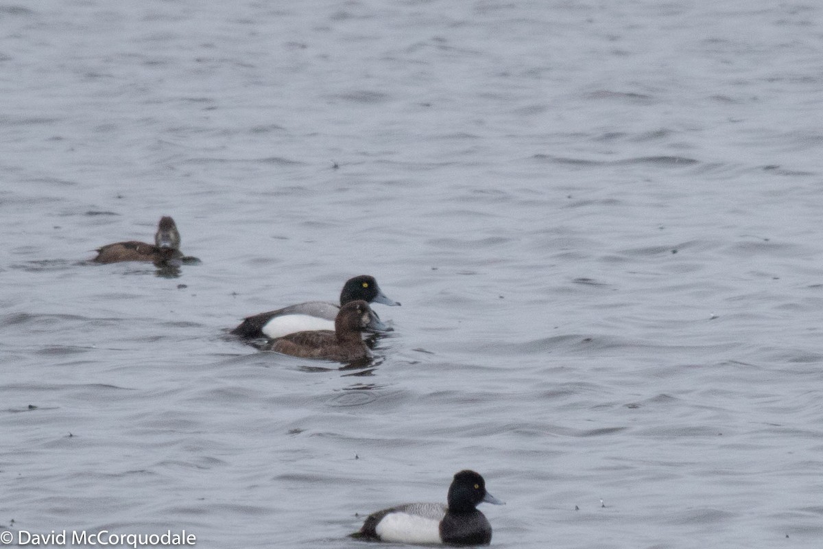 Greater Scaup - ML232382911