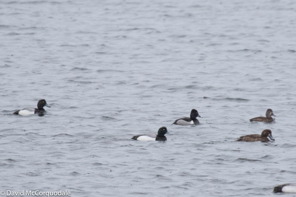Greater Scaup - ML232382941