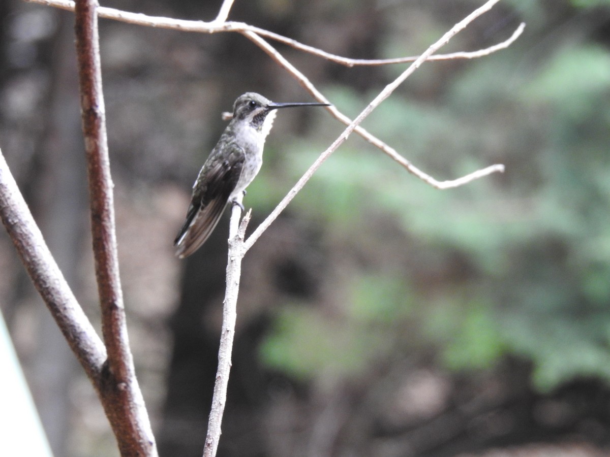 Plain-capped Starthroat - Pablo Garro