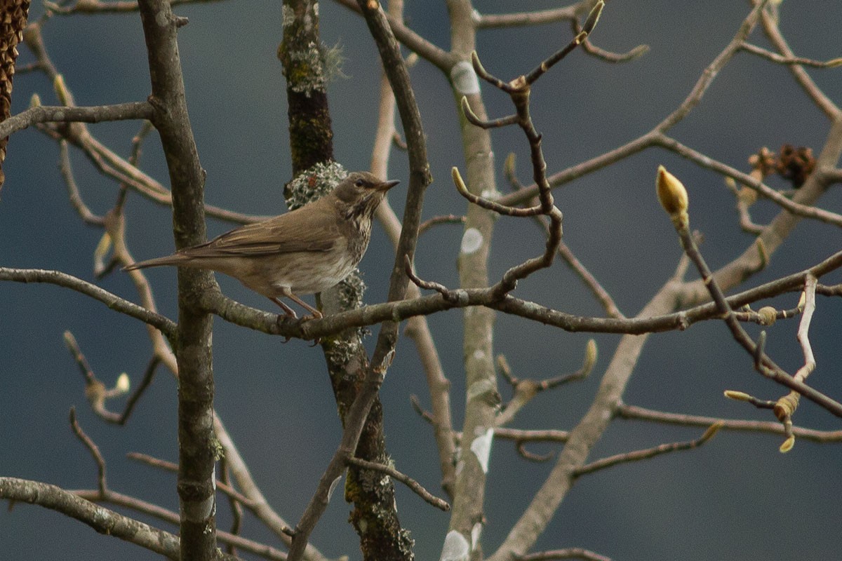 Black-throated Thrush - ML232383701