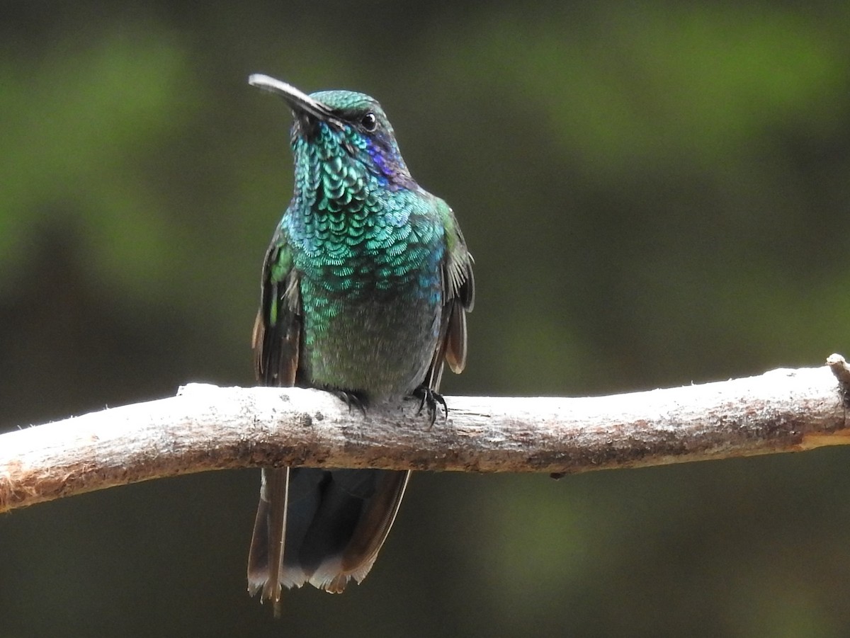 Colibrí Oreja Violeta Menor - ML232385121