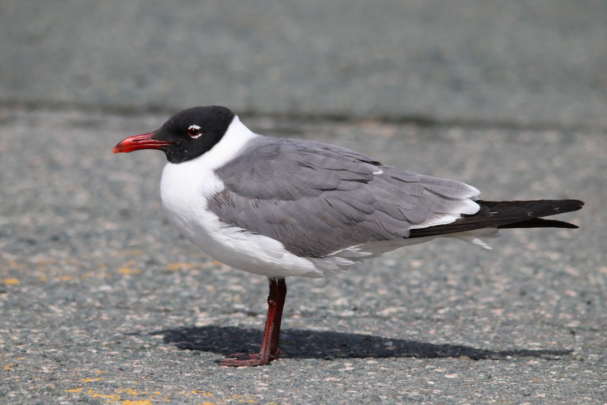 Laughing Gull - ML232385191