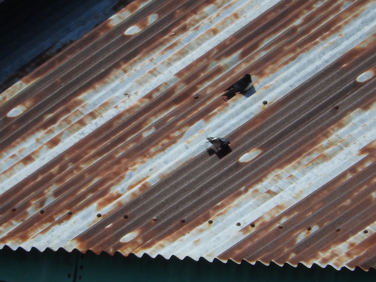 Barn Swallow - Pam Rasmussen