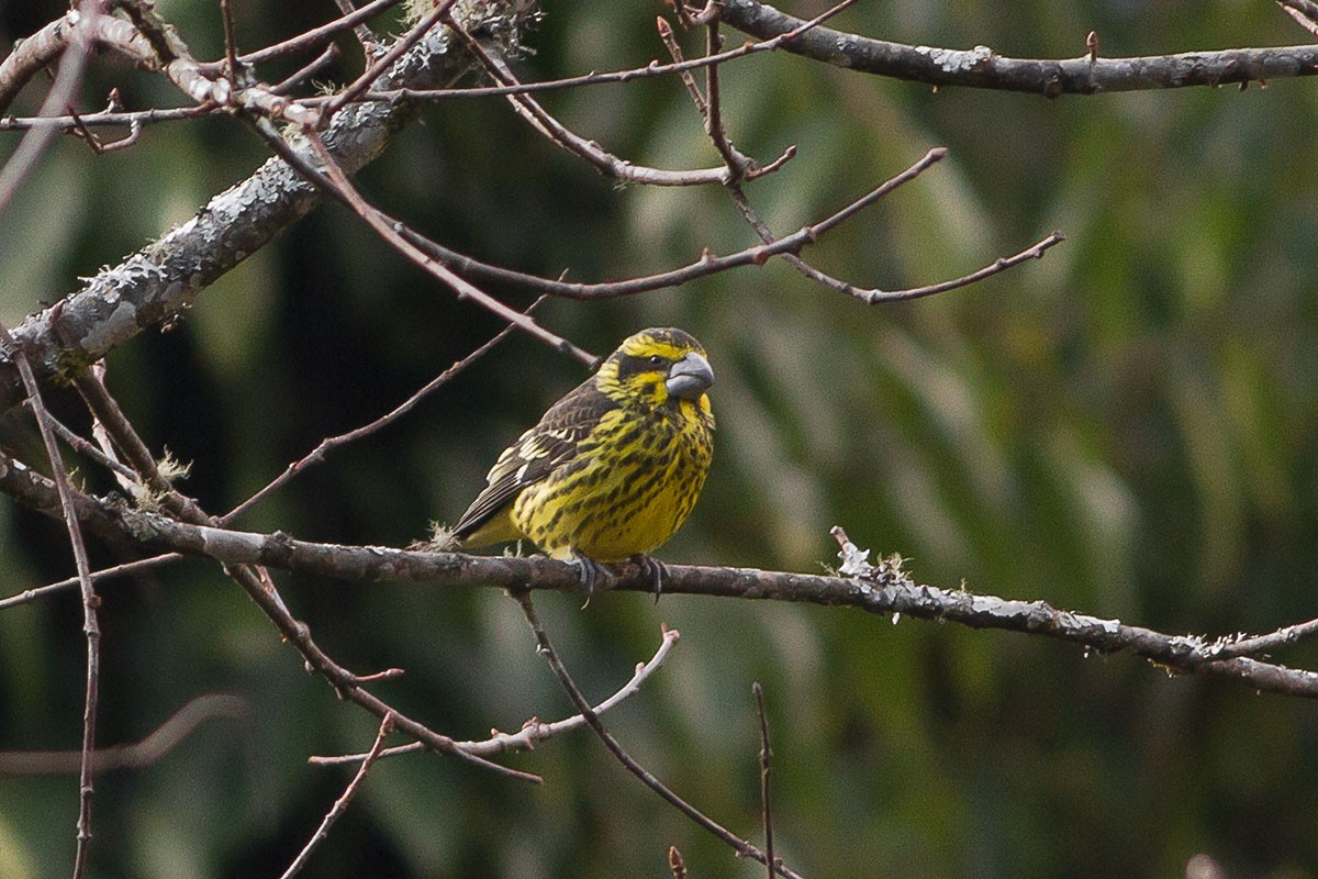 Spot-winged Grosbeak - Dibyendu Ash