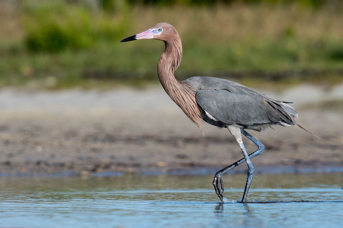 Reddish Egret - Melissa James