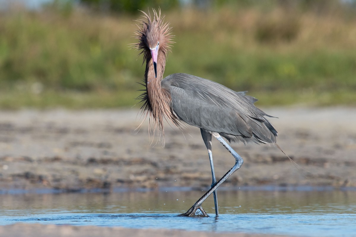 Reddish Egret - ML232386281