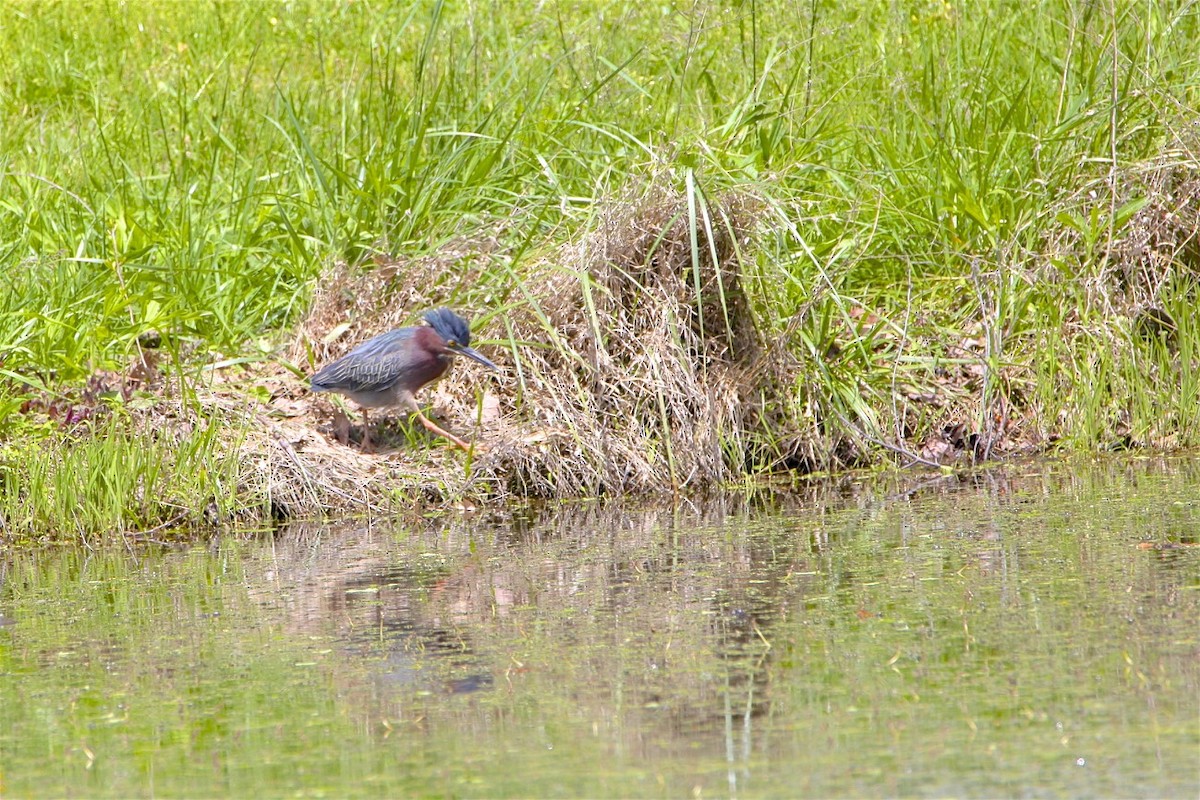 Green Heron - ML232387161