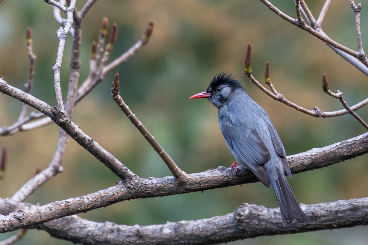 Black Bulbul - ML232387351