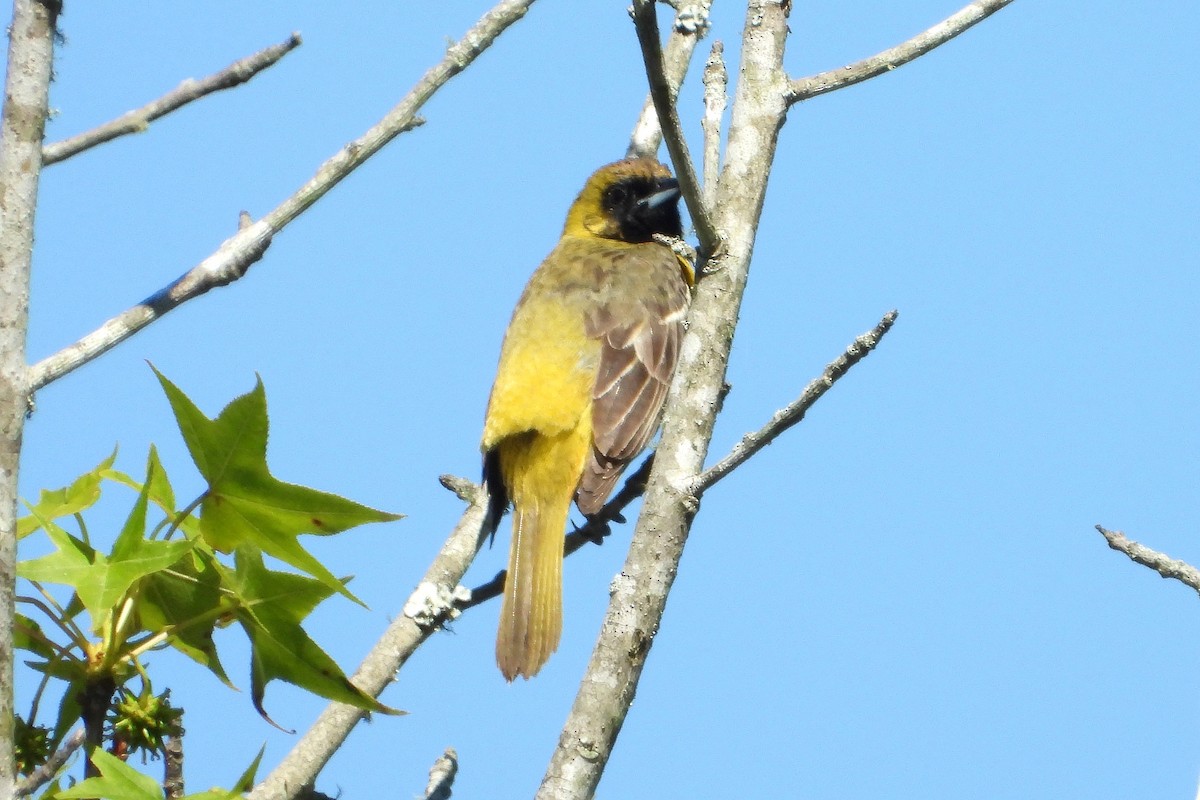 Common Yellowthroat - Allen Wolford