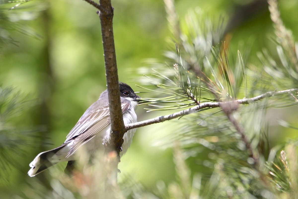 Eastern Kingbird - Vickie Baily