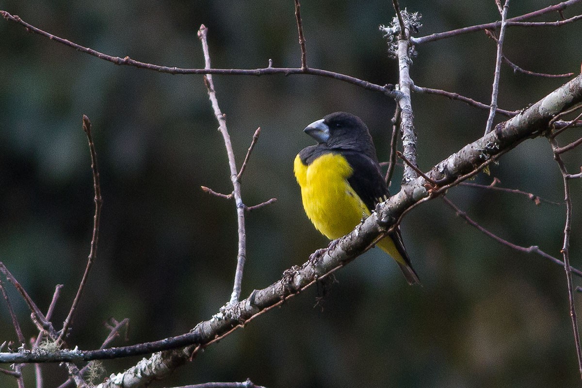 Spot-winged Grosbeak - Dibyendu Ash