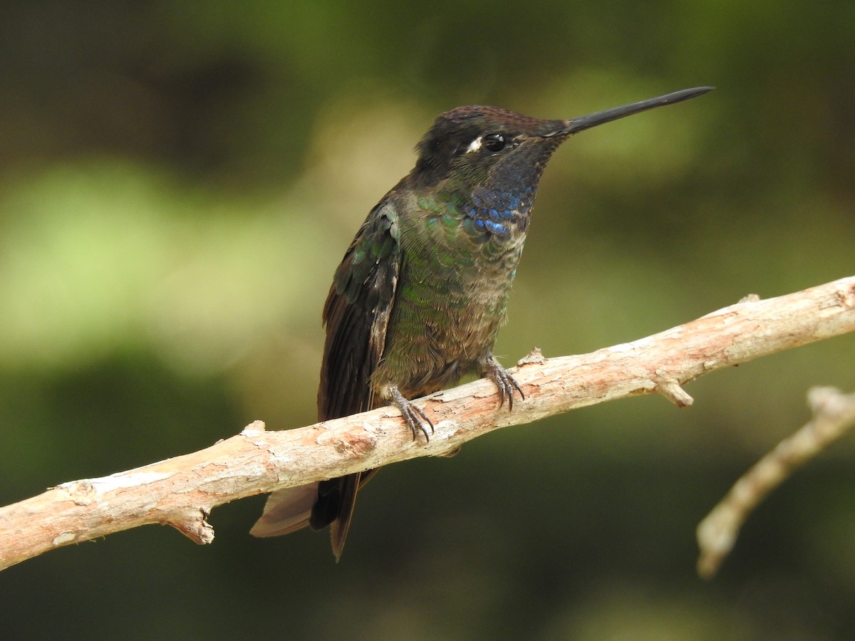 Talamanca Hummingbird - Pablo Garro