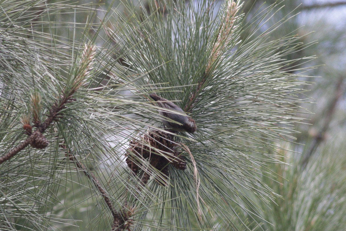 Brown-headed Nuthatch - ML232388801