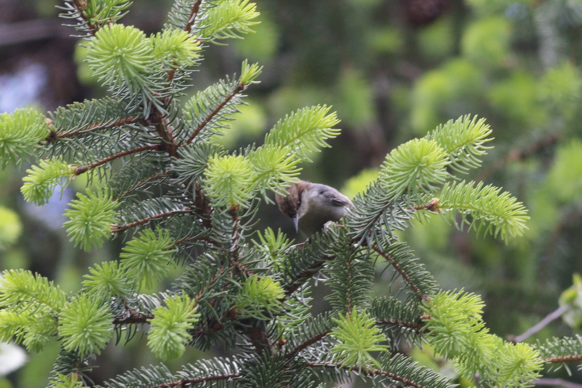 Brown-headed Nuthatch - ML232388811