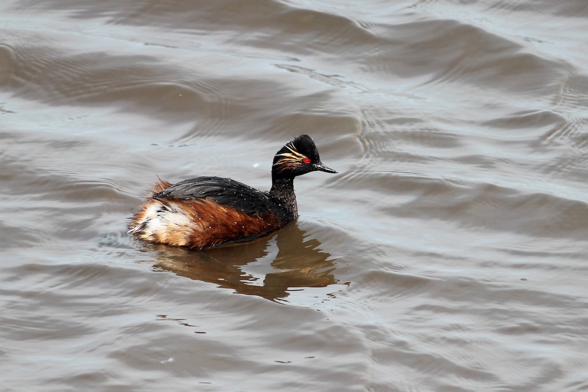 Eared Grebe - ML232388831