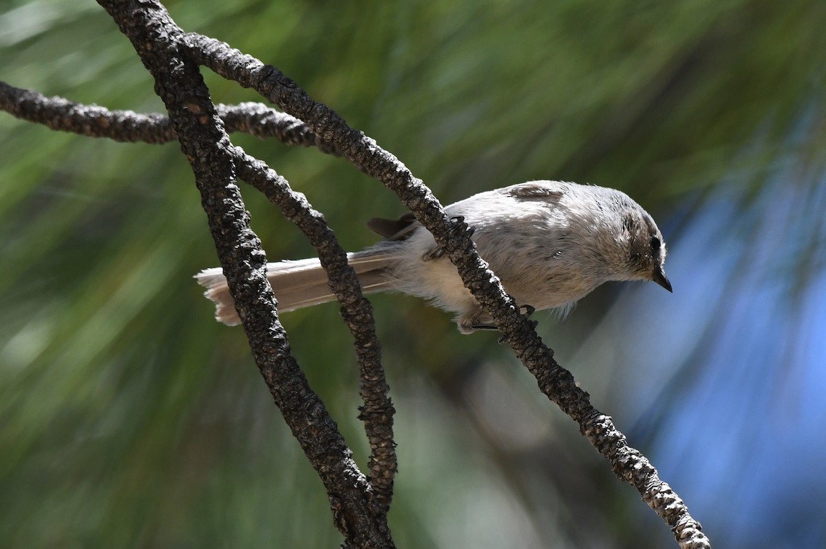 Bushtit - ML232388961