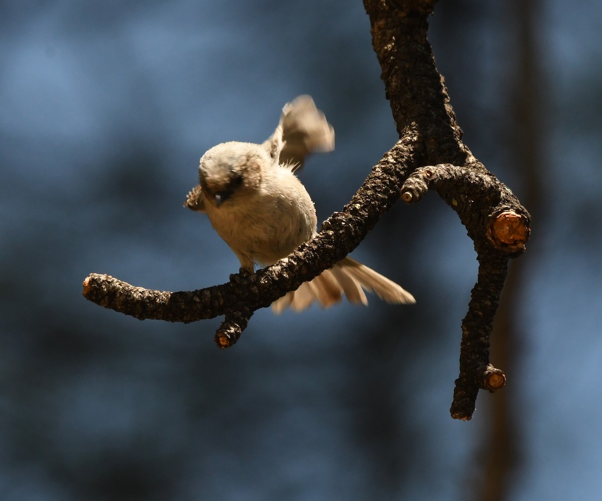 Bushtit - ML232388981