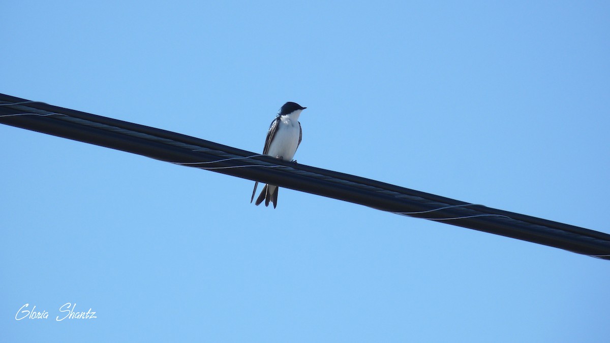 Tree Swallow - Gloria Shantz