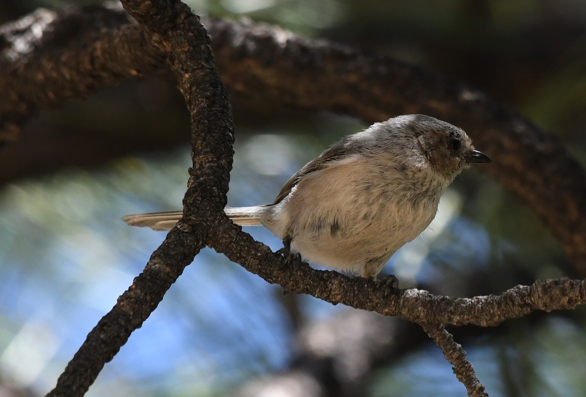 Bushtit - ML232389011