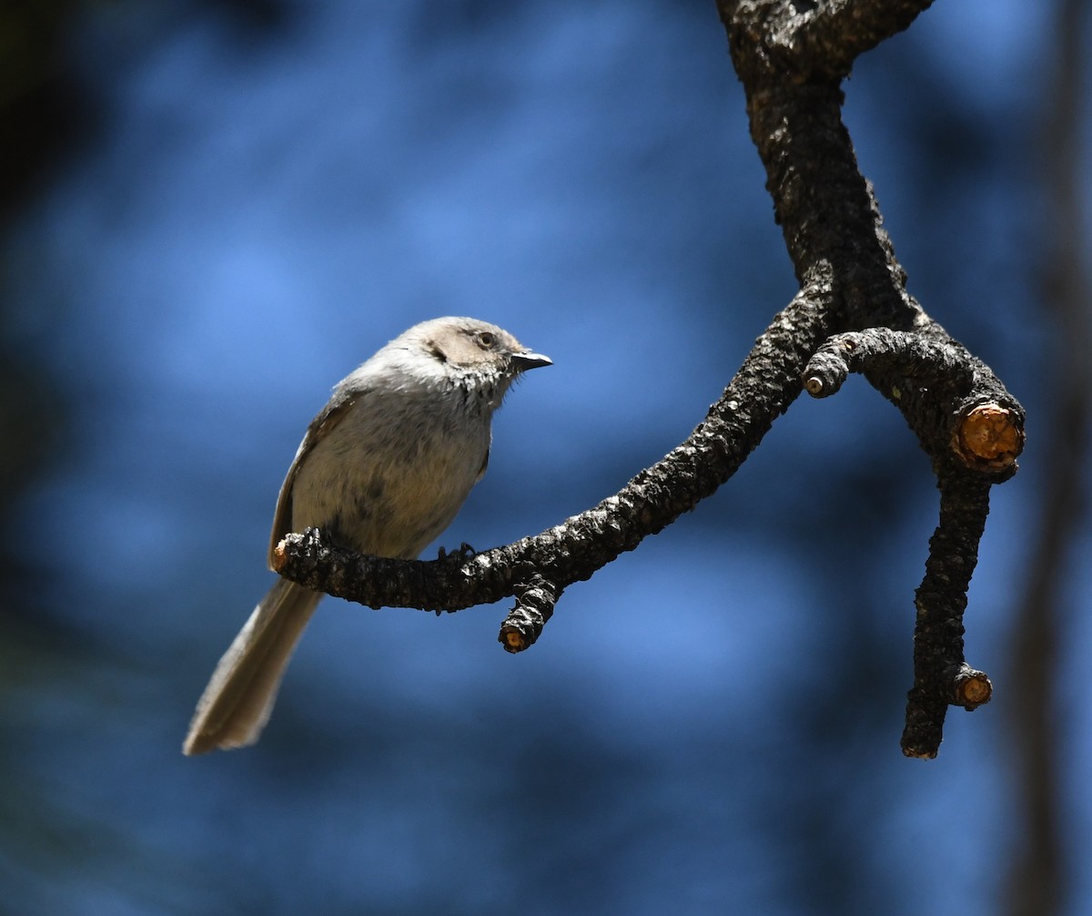 Bushtit - ML232389121