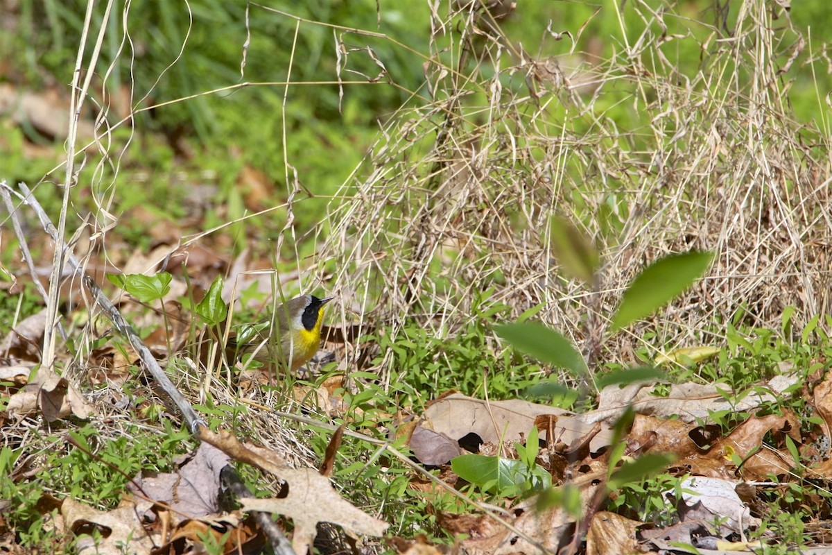 Common Yellowthroat - Vickie Baily