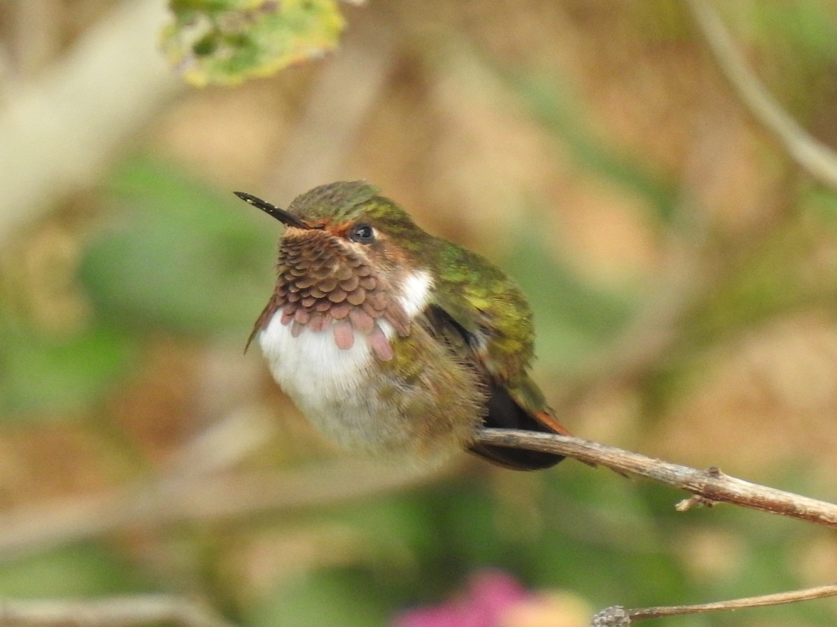 Scintillant Hummingbird - Pablo Garro