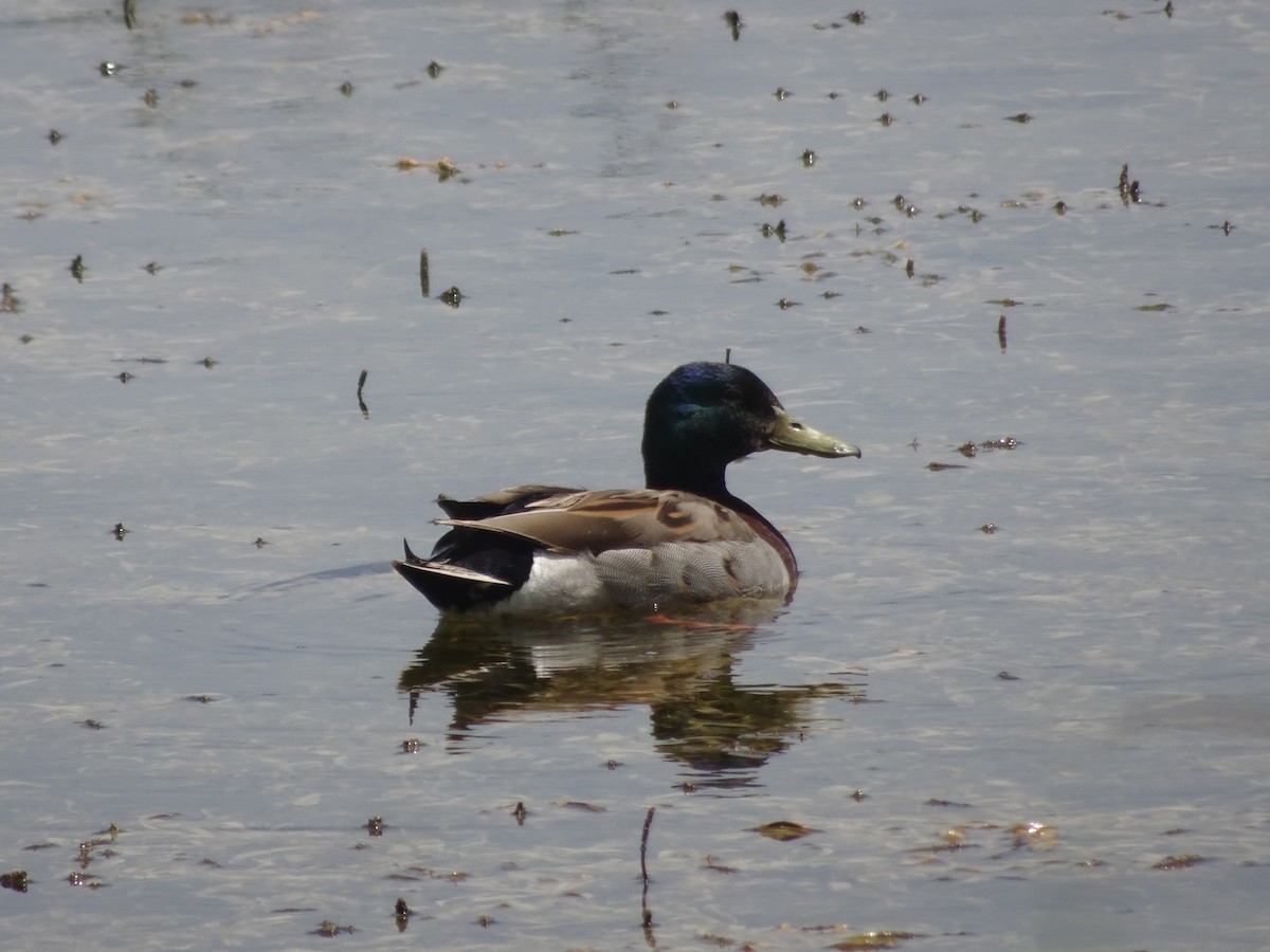 Mallard - Jeff Olmstead