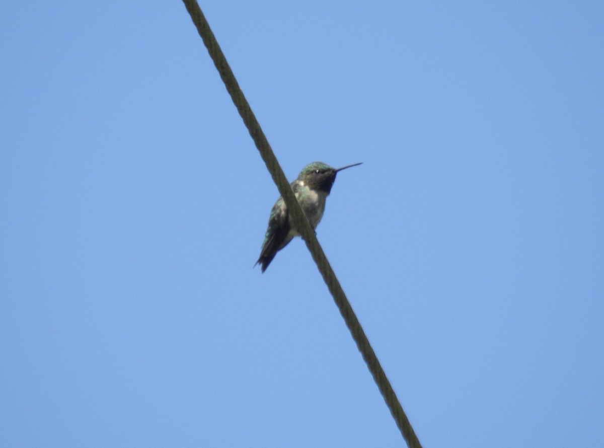 Ruby-throated Hummingbird - Brian  S