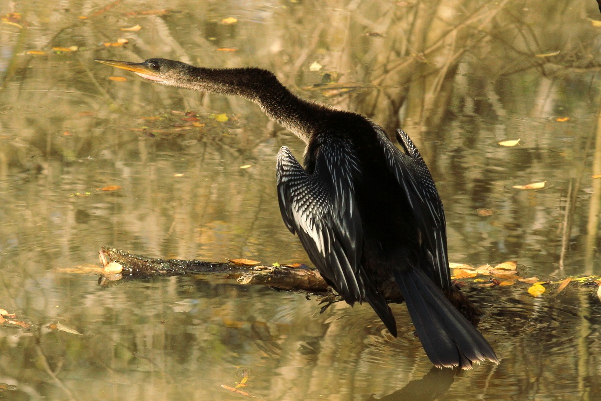 Anhinga - ML23239141