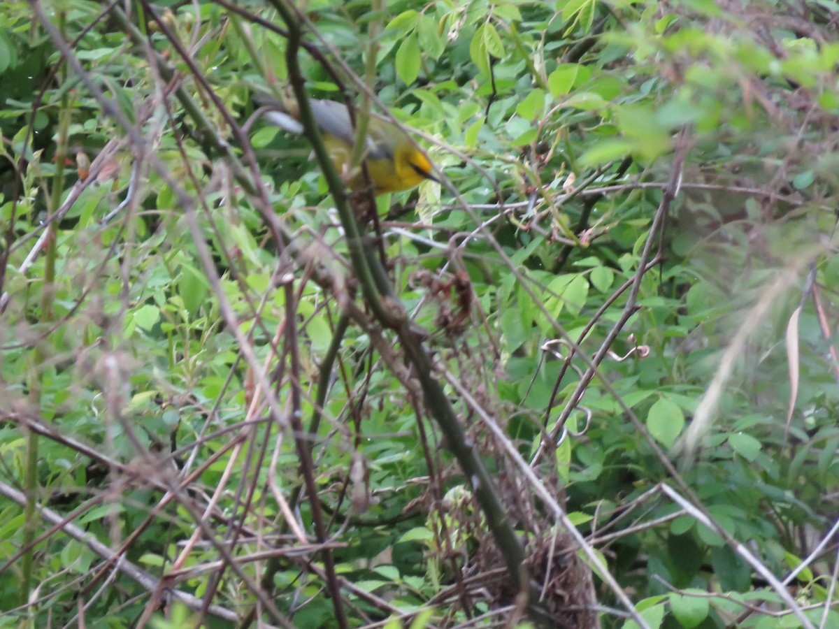 Blue-winged Warbler - John Flannigan