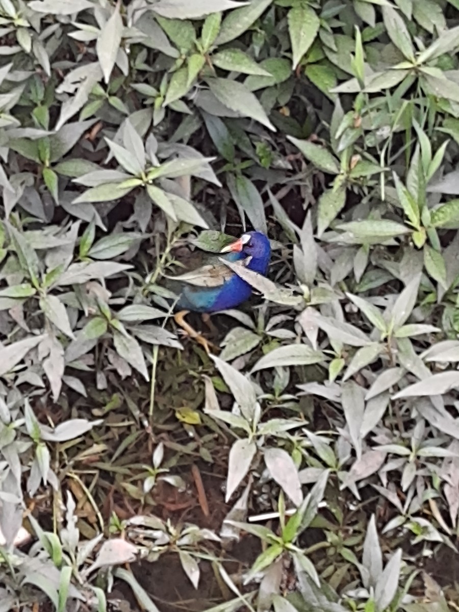 Purple Gallinule - ML232392211