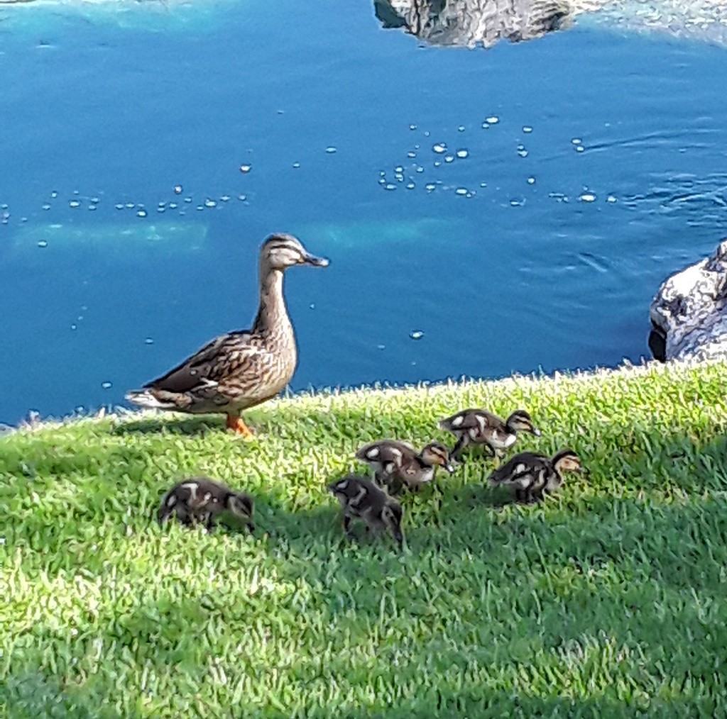 Mallard - ML232395171