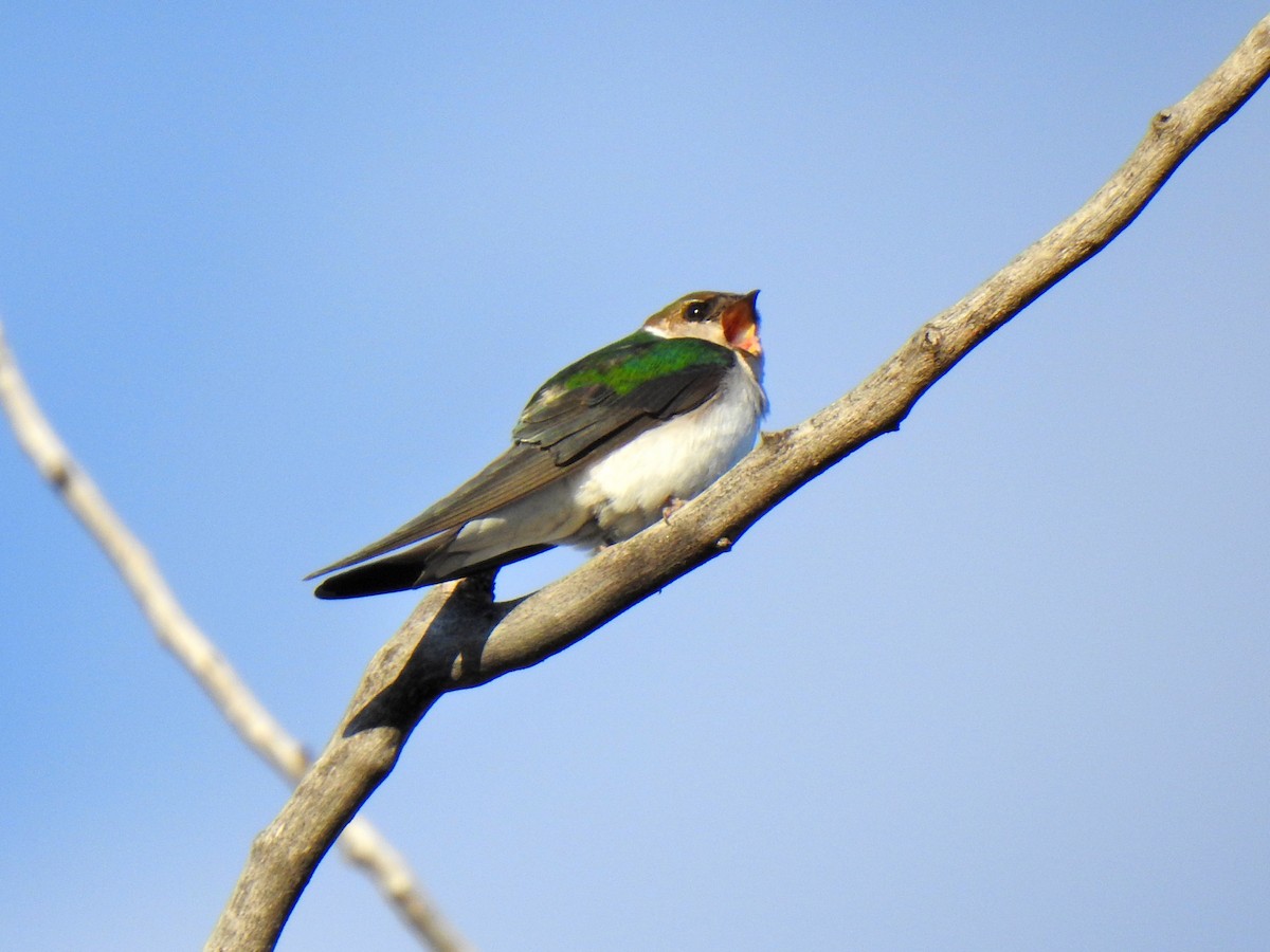 Violet-green Swallow - Liz Soria