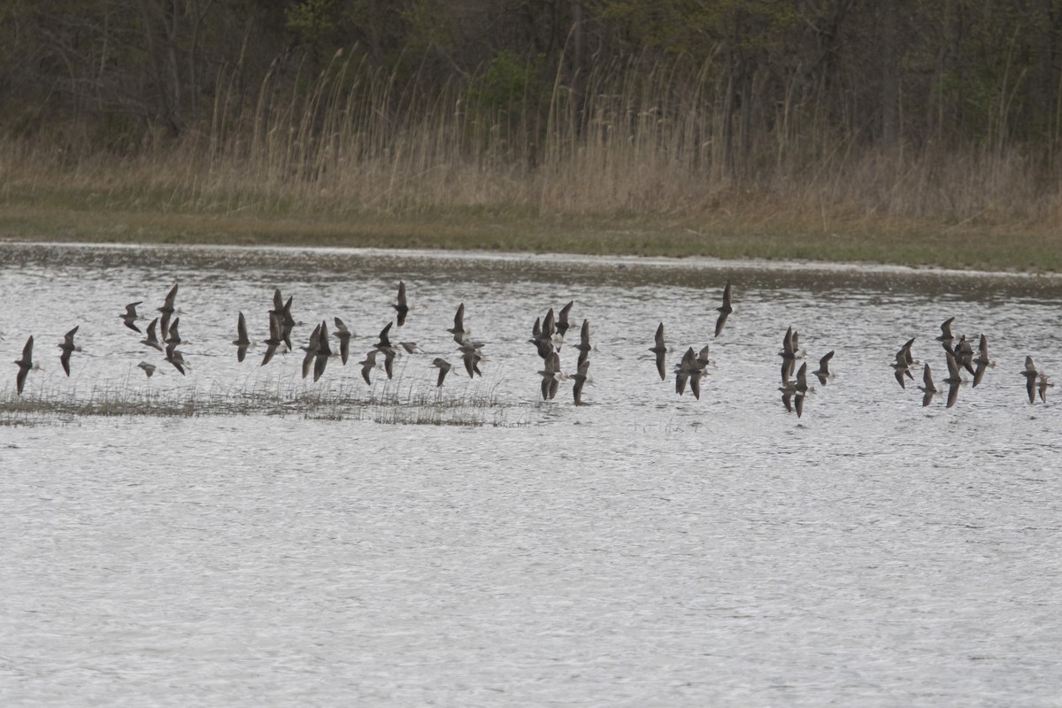 Lesser Yellowlegs - ML232396651