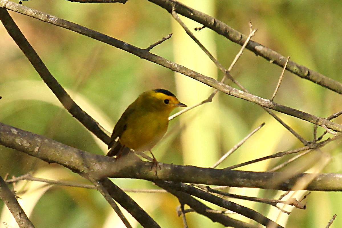 Wilson's Warbler - ML23239781