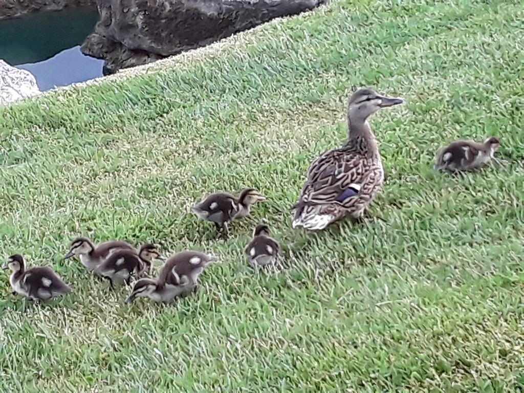 Mallard - ML232398231