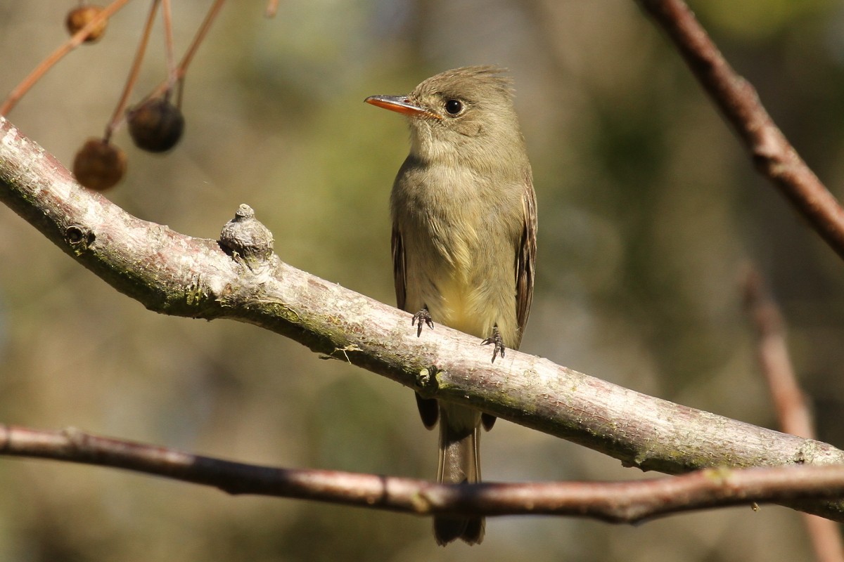 Greater Pewee - Hannah Tripp