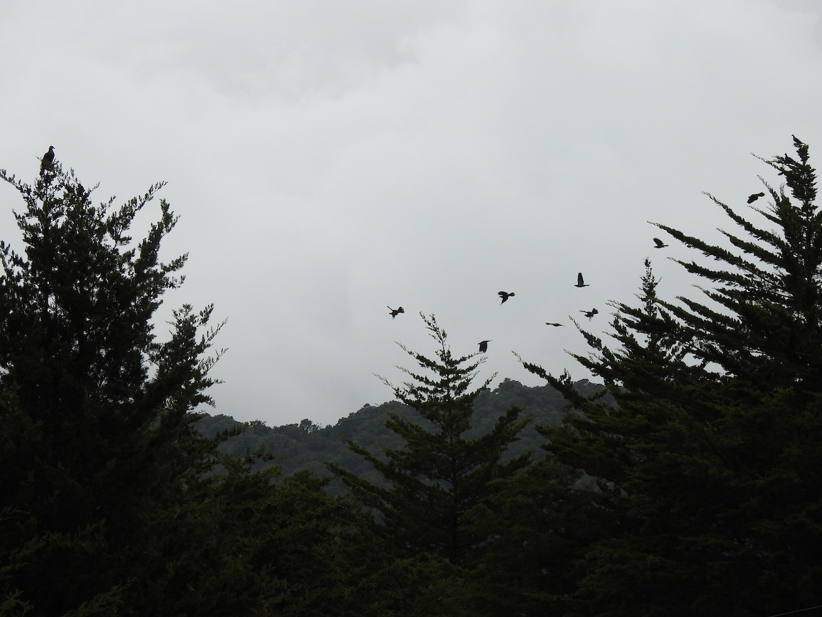 Band-tailed Pigeon - Pablo Garro