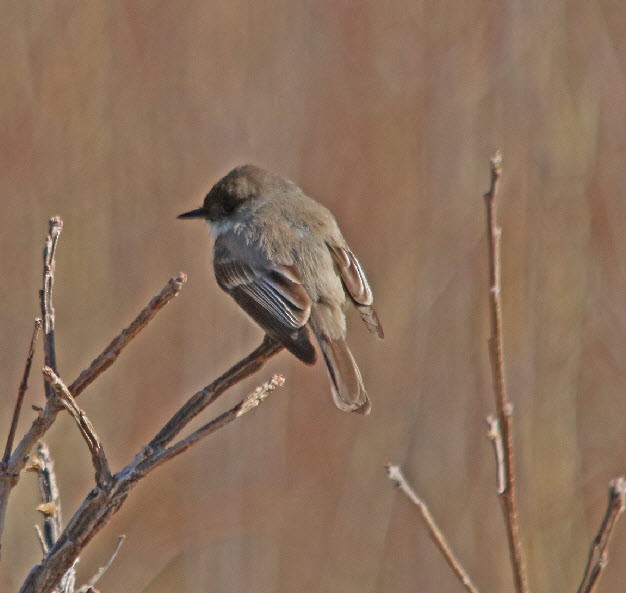 Eastern Phoebe - ML232399741