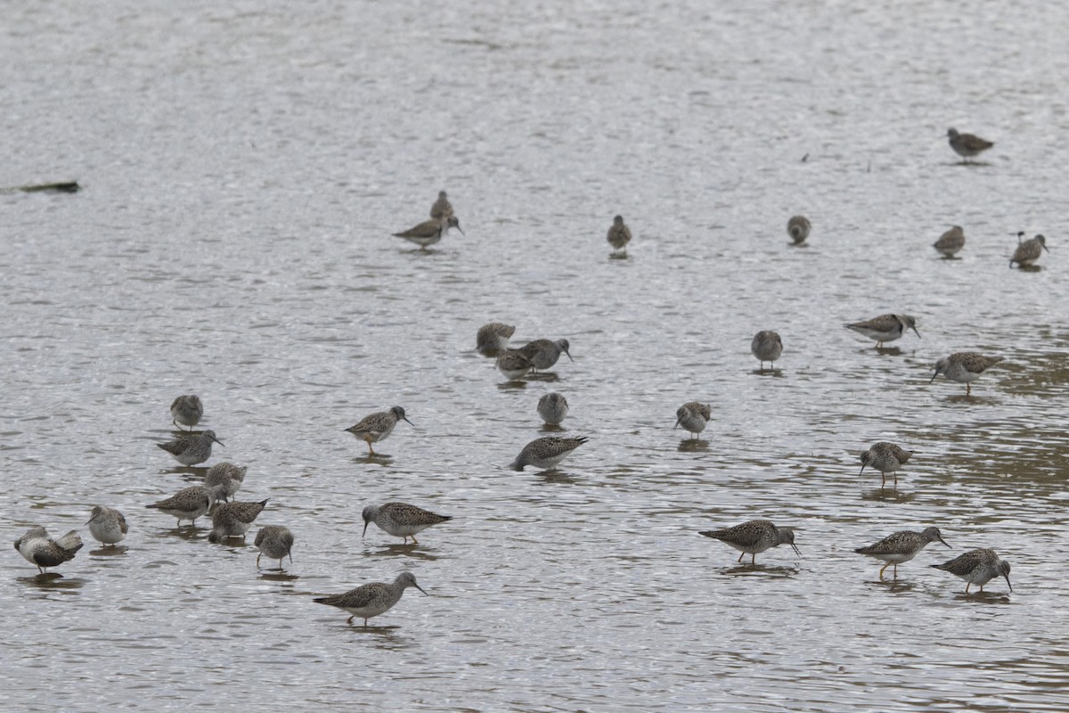 Lesser Yellowlegs - Michael Bowen