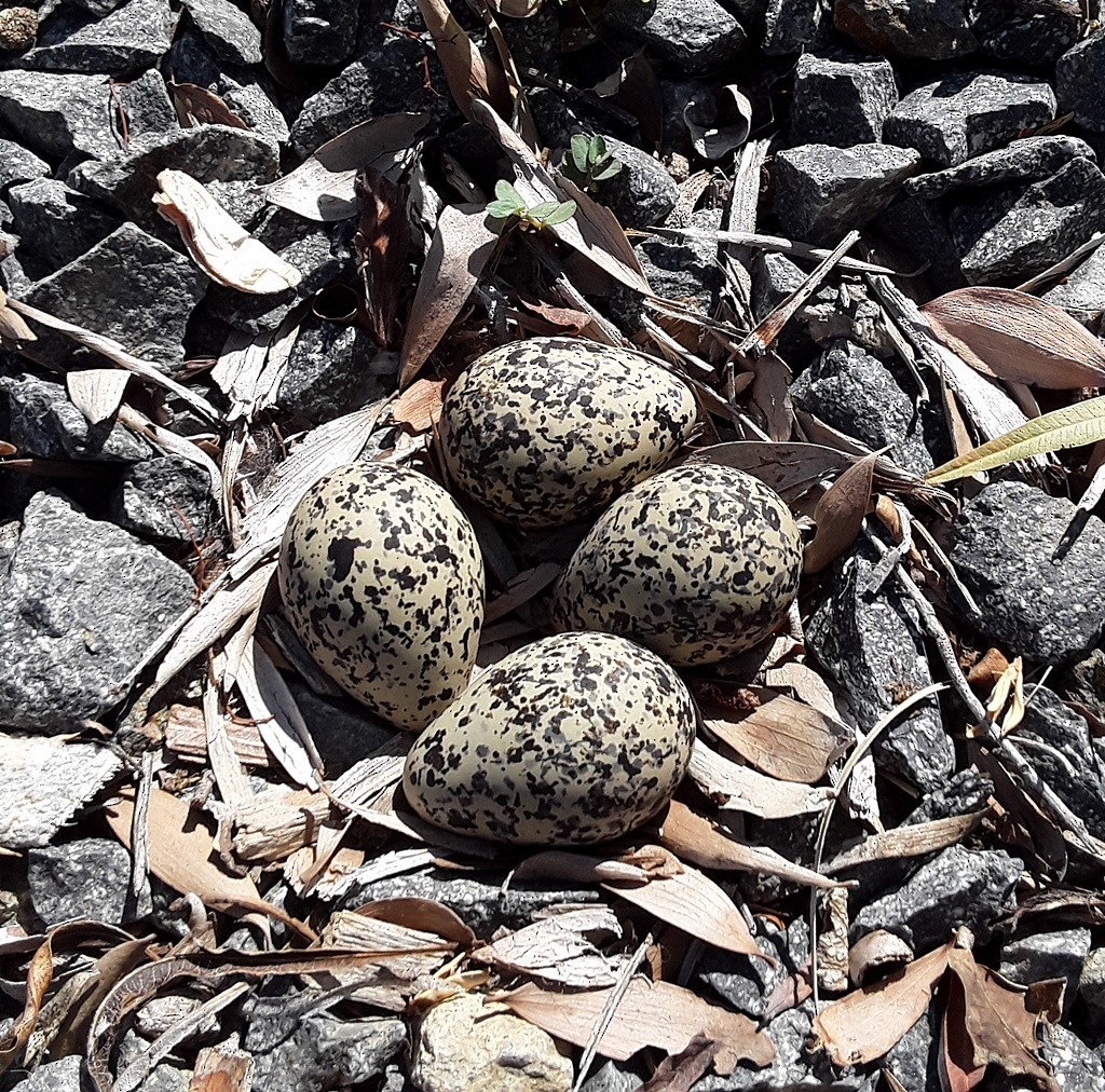 Killdeer - ML232401961