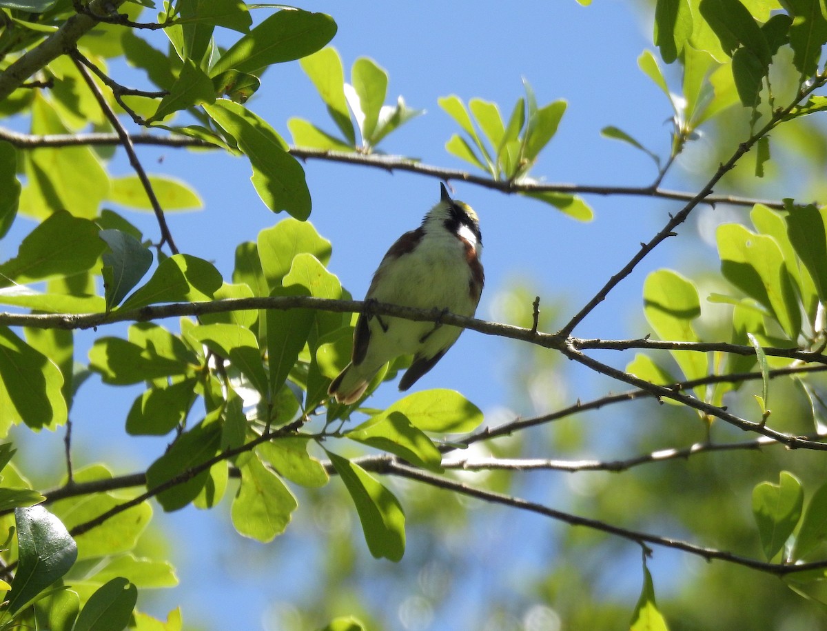 Chestnut-sided Warbler - ML232403341