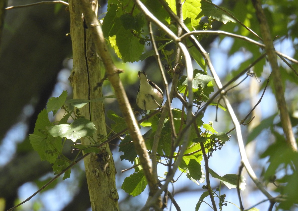 Chestnut-sided Warbler - ML232403861