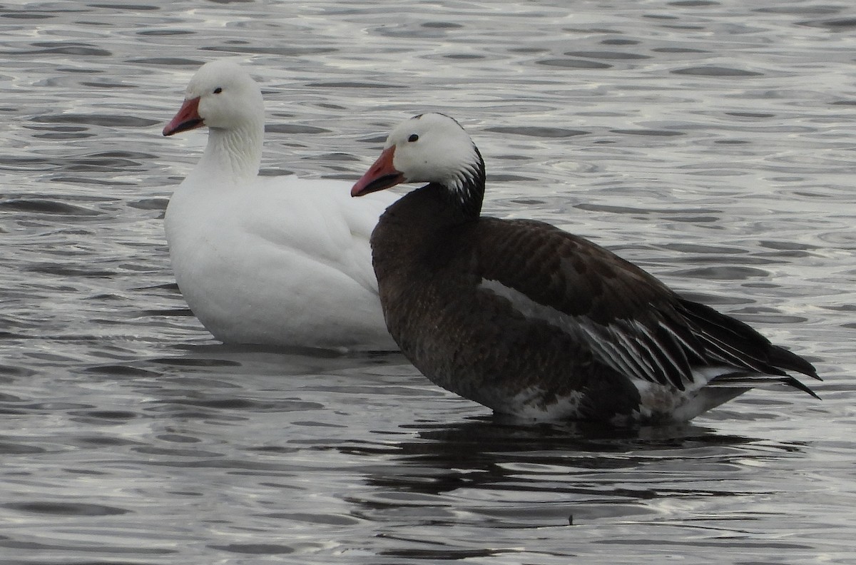 Snow Goose - Richard Klauke