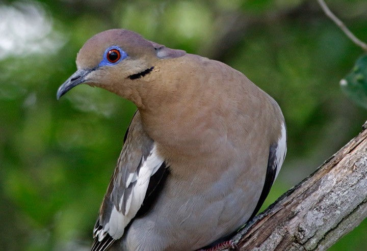 White-winged Dove - Kris Petersen