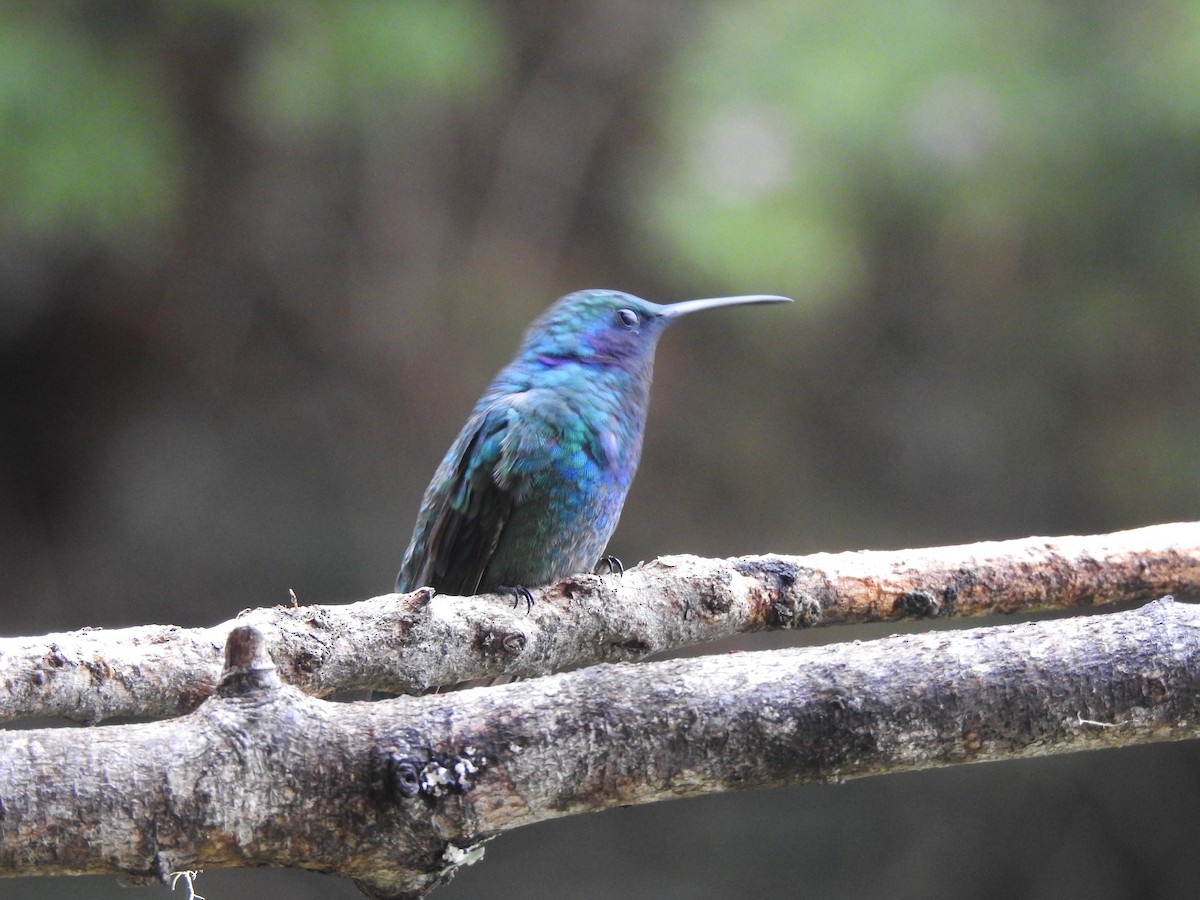 Colibrí Oreja Violeta Menor - ML232405291